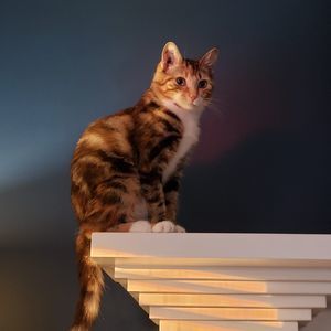 Meet your Posher, Annette